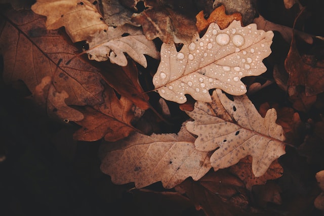 fotografar paisagens com mau tempo em outono